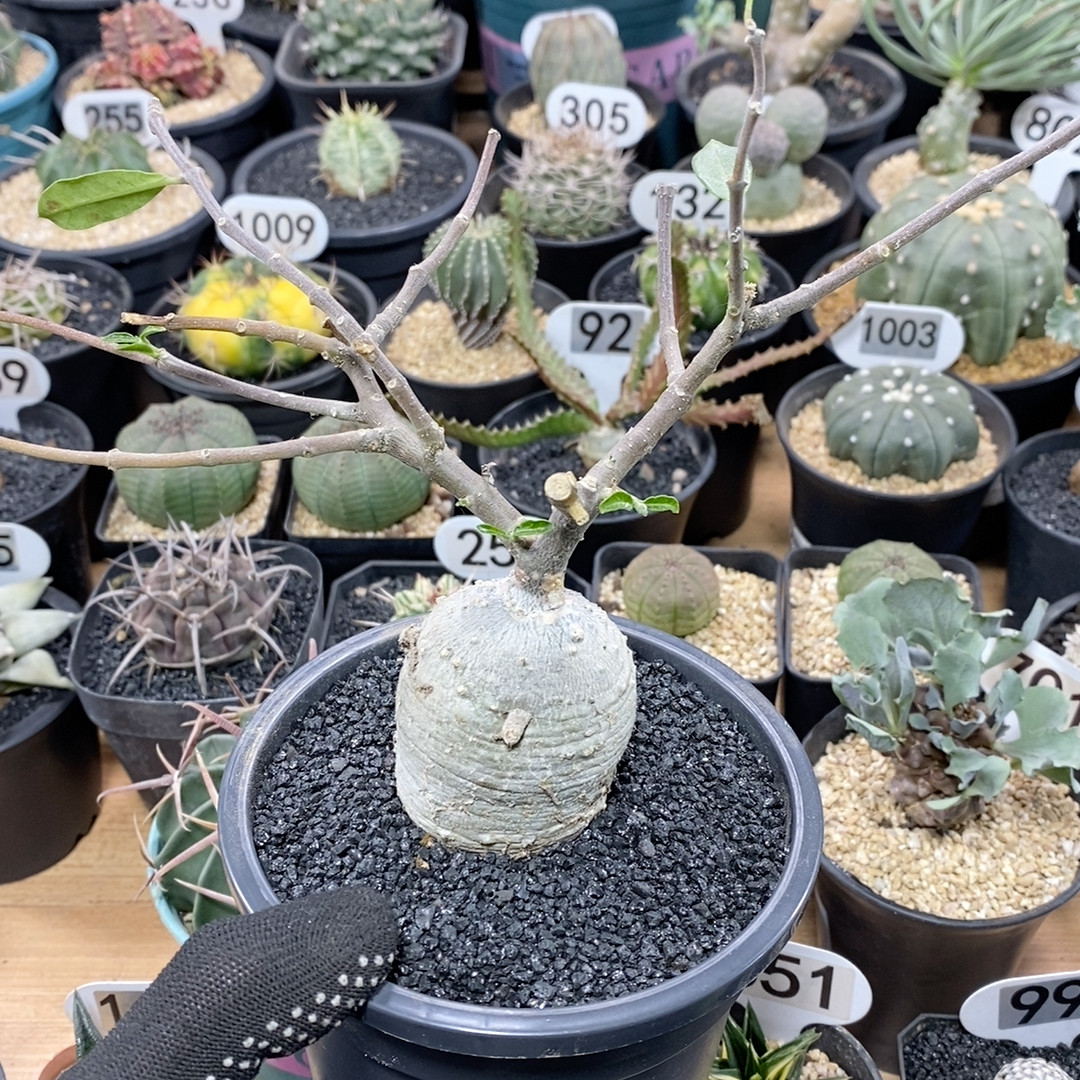 26号实生火星人块根4.7cm