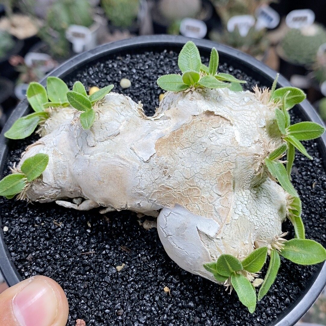 959号实生熟桩惠比须笑9.6cm