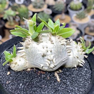 458号实生惠比大黑8.4cm