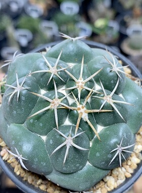 112号实生大尤象牙6cm