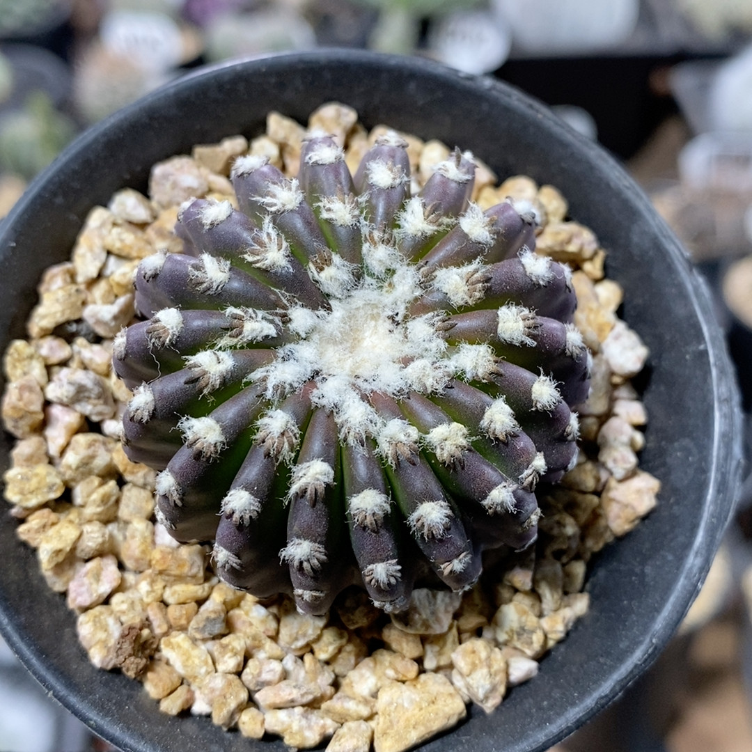 173号实生奇特球4.7cm