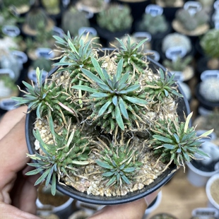 818号群生朱焰大戟8cm