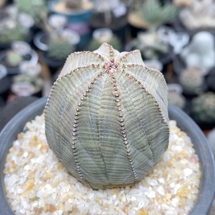 241号柱状欧系布纹球4.9cm,鲜花速递/花卉仿真/绿植园艺,多肉植物,淘宝优惠券,粉丝福利购,淘宝优惠卷