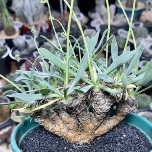 69号实生刨花厚敦菊9.5cm