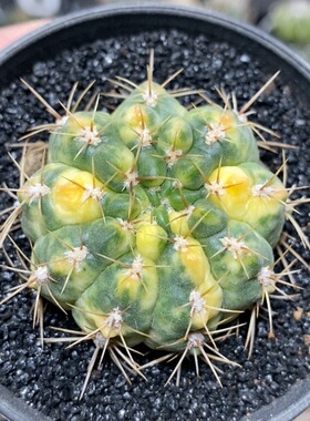 72号单头耕耘锦4.4cm