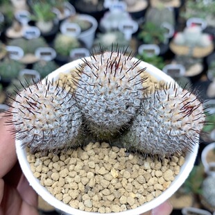 641号群生直刺佩雷7.8cm