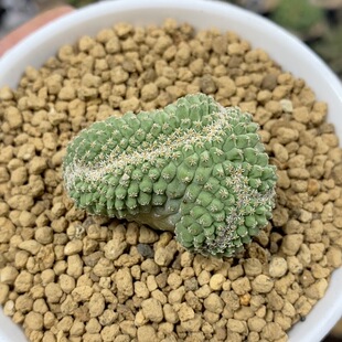 986号实生菊水缀化4.2cm