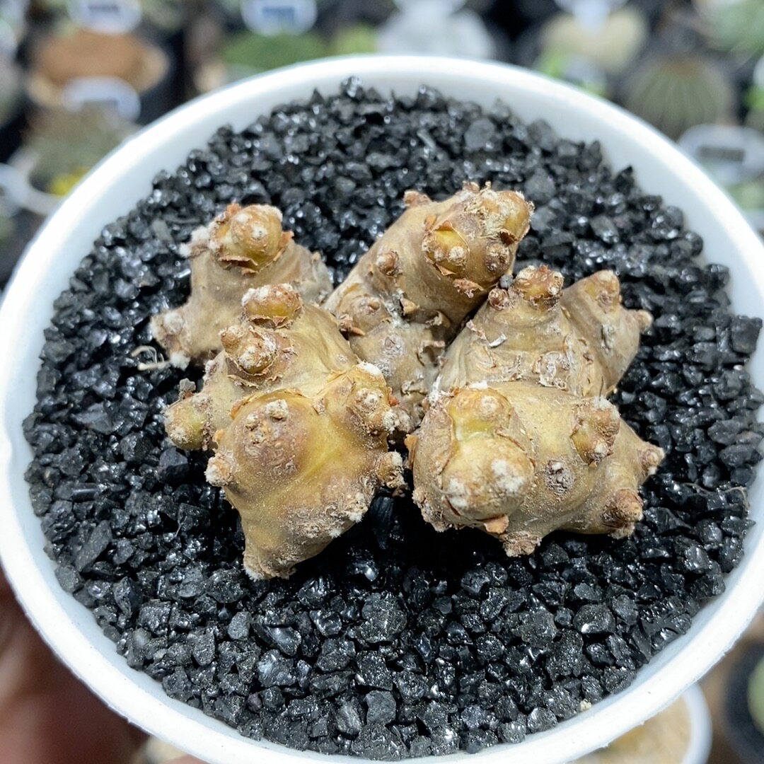 1007号实生格加厚敦菊5.5cm
