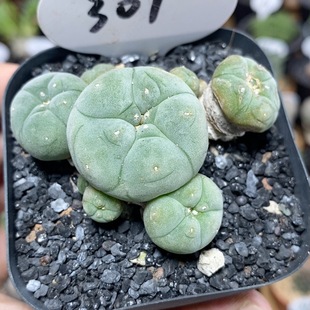 301号群生草球6cm