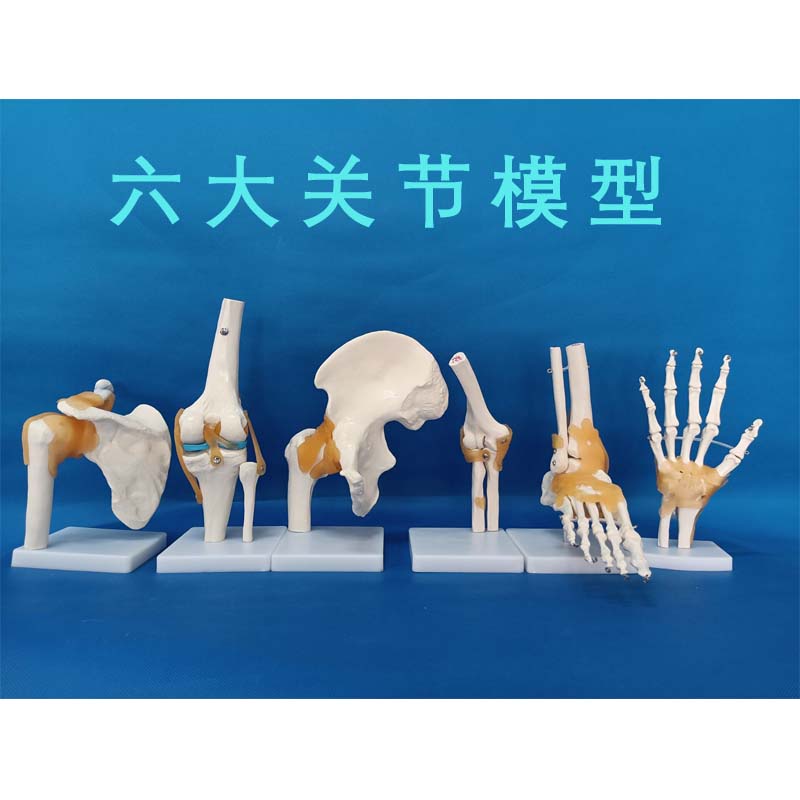 人体关节骨骼模型1：1