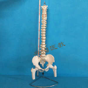 脊椎模型骨骼模型兴淘仿真骨
