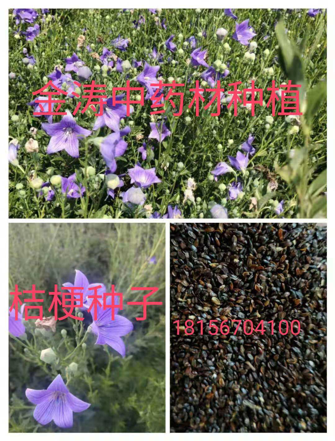 桔梗种子纯新中药材种籽桔梗花种苗药食泡菜散装庭院容易试种春秋