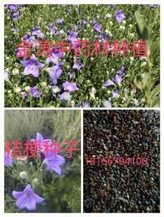 桔梗种子纯新中药材种籽桔梗花种苗药食泡菜散装庭院容易试种春秋