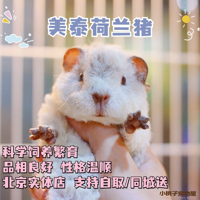 北京实体店美泰荷兰猪双血卷毛豚鼠宠物幼崽宠物家庭繁育健康包活