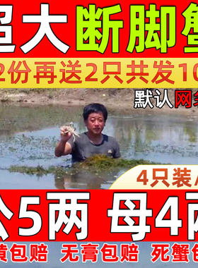 4只/份固城湖大闸蟹残蟹断脚蟹掉脚蟹缺腿蟹超特大鲜活蟹全公螃蟹
