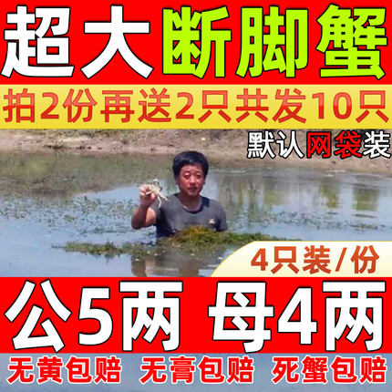 4只/份固城湖大闸蟹残蟹断脚蟹掉脚蟹缺腿蟹超特大鲜活蟹全公螃蟹