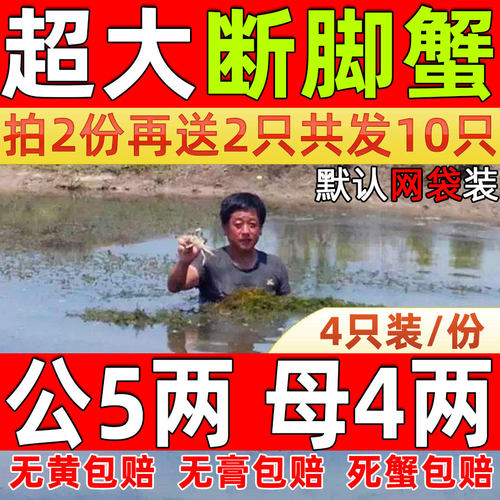 固城湖大闸蟹5两公残蟹母断脚蟹