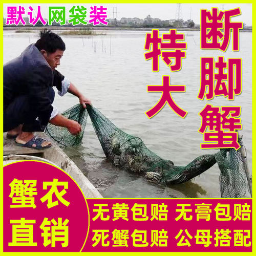 固城湖鲜活断腿大闸蟹残蟹螃蟹
