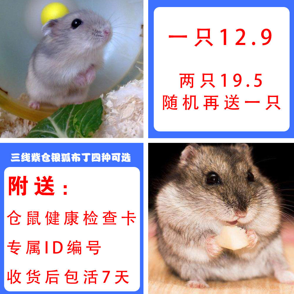 一只包邮仓鼠自家包活公母宠物小型仓鼠活物苍鼠活体布丁银狐幼崽|msdalam kategori haiwan peliharaan/makanan haiwan dan bekalan, hamsters kelas haiwan peliharaan dan lain-lain kecil, Hamsters - dari Buy2taobao.com untuk memberikan perkhidmatan ejen Taobao profesional membeli