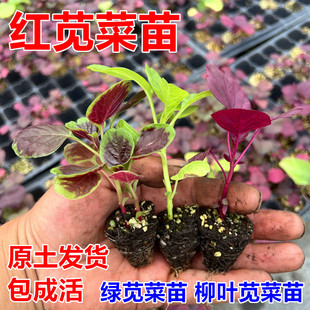 大圆叶红苋菜苗青苋菜柳叶苋菜四季蔬菜种苗大全高产红苋菜种盆栽