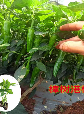 正宗湖南樟树港辣椒苗朝天椒小米椒薄皮椒秧苗四季大苗带土盆栽苗