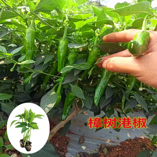 正宗湖南樟树港辣椒苗朝天椒小米椒薄皮椒秧苗四季大苗带土盆栽苗