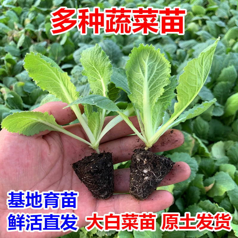 大白菜苗秋冬耐寒蔬菜苗