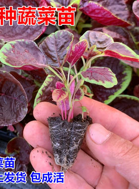 大圆叶红苋菜苗四季蔬菜种苗大全高产红苋菜种盆栽生菜茼蒿茴香苗