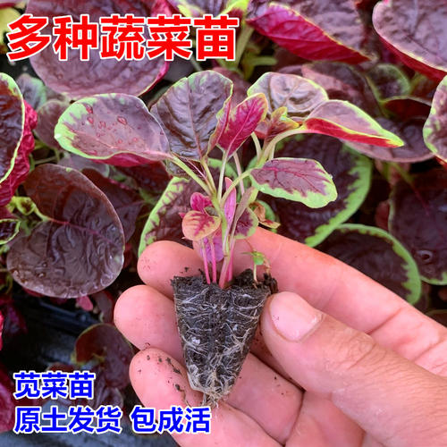 大圆叶红苋菜苗四季蔬菜种苗大全高产红苋菜种盆栽生菜茼蒿茴香苗