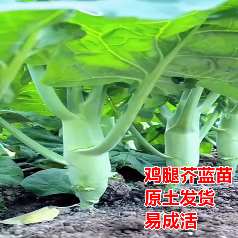 鸡腿芥蓝苗甜脆种苗粗条四季秋季蔬菜秧苗扁甘兰苗西兰花苗白菜苗
