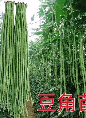 四季豆苗豆角苗丝瓜冬瓜黄瓜秧苗