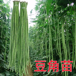 蔬菜苗四季豆苗秧豆角苗丝瓜冬瓜黄瓜秧苗南瓜苦瓜苗四季高产幼苗