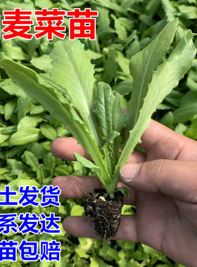 油麦菜苗秧苗麦香味油麦菜小叶尖叶香甜生菜苗水培苦菊四季蔬菜苗