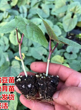 紫扁豆苗秧苗食用紫边扁豆苗青扁豆苗高产毛豆苗四季种植原土发货