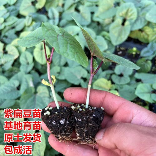 紫扁豆苗秧苗食用紫边扁豆苗青扁豆苗高产毛豆苗四季种植原土发货