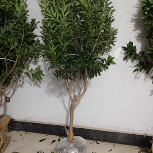 树苗嫁接大杨梅东魁黑炭杨梅树盆栽地栽四季常绿