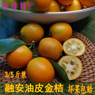 老品种金桔金钱桔油皮金桔新鲜金桔酸甜带籽老少介宜老树果树上熟