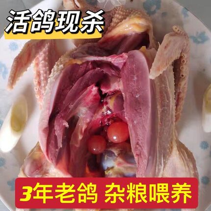鸽子肉新鲜现杀三年老鸽子土鸽子沂蒙山农家五谷杂粮喂养现杀顺丰