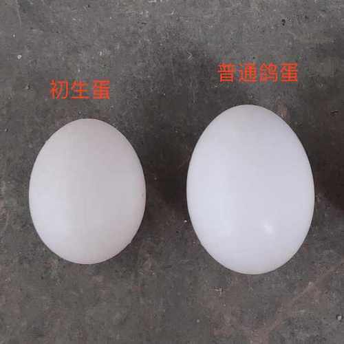 鸽子蛋新鲜初生30枚五谷杂粮喂养