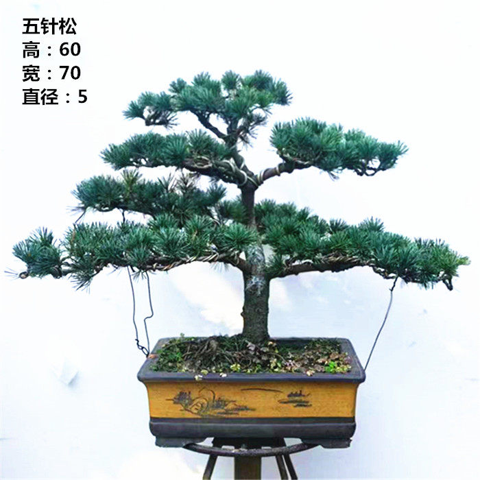 实拍 迎客松五针松黑松大阪松盆景 常青耐寒好养树桩 造型 包邮