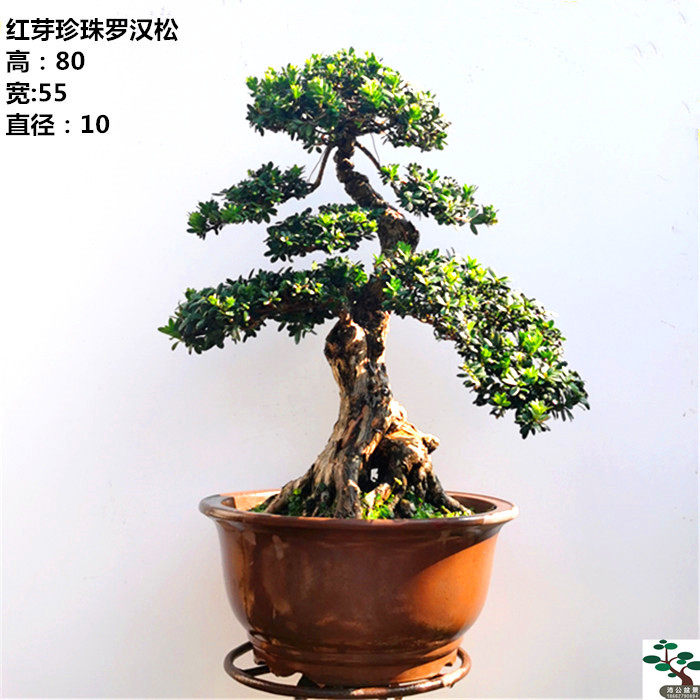 实拍 精品造型红芽珍珠罗汉松盆景 菊花罗老桩 庭院客厅绿植 包邮