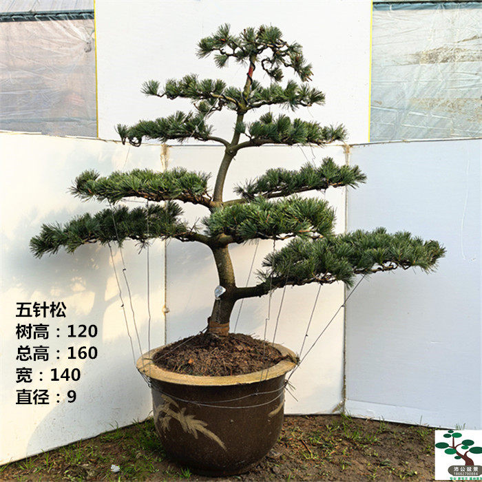 实拍 精品大型造型五针松盆景树桩 黑松树 迎客松 常青 实物 包邮
