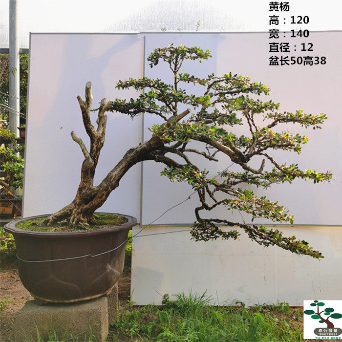 实拍 大型临水悬崖造型黄杨盆景树 名贵小叶瓜子黄杨老盆口 包邮