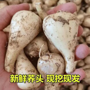 精选新鲜当季荞头藠头教头现挖茭头农家自种大叫头四川泡菜嫩葱头