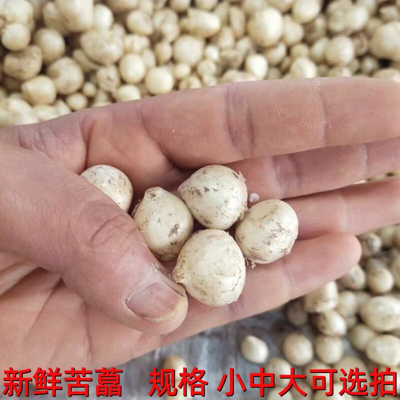 新鲜苦藠小根蒜团葱苦芥苦叫小蒜头四川圆葱野葱头薤白洋葱头苦茭