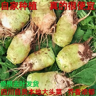 现挖大头菜新鲜辣菜芥菜疙瘩腌制咸菜榨菜下饭菜农家蔬菜绿色芥菜