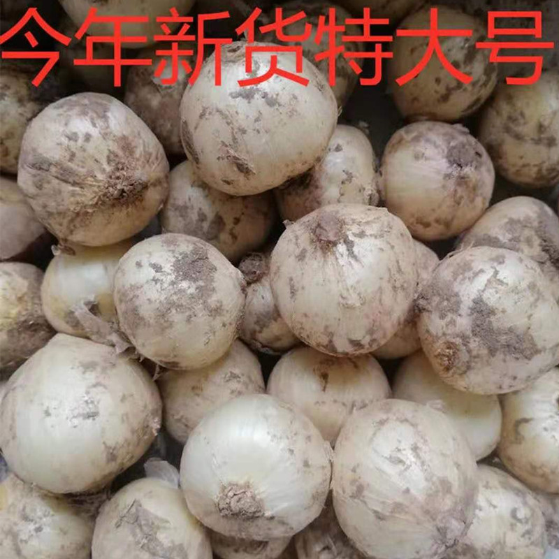 苦藠新鲜苦蒜小蒜苦茭团葱野葱头小根蒜圆蒜团蒜苦荞头九母子大号-封面