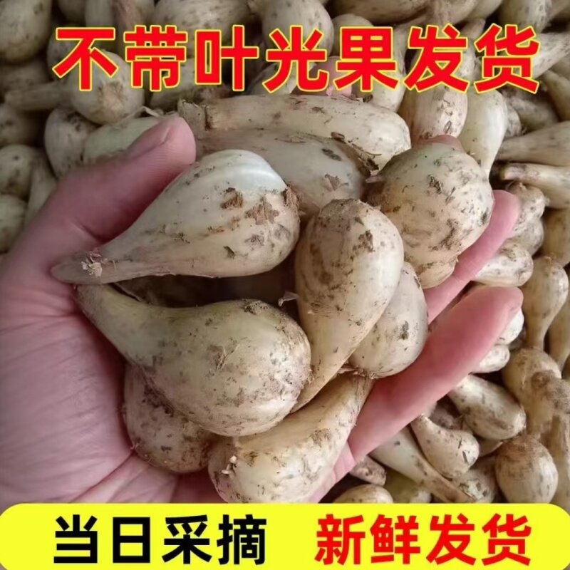 现挖荞头新鲜教头蔬菜葱头泡菜