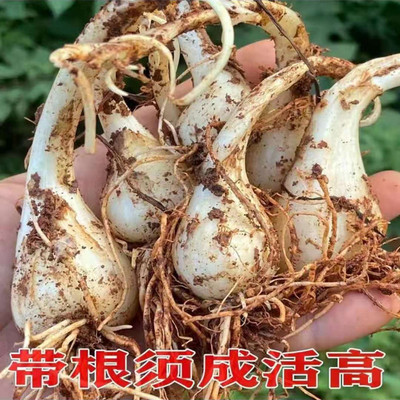 农家自种茭头带根带泥种植藠头葱