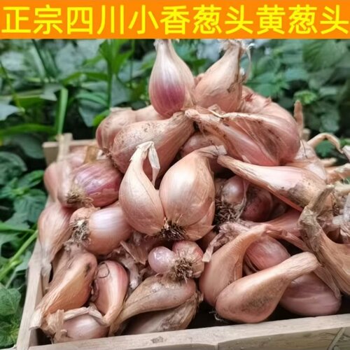 四川黄葱头正宗四季小香葱干火葱